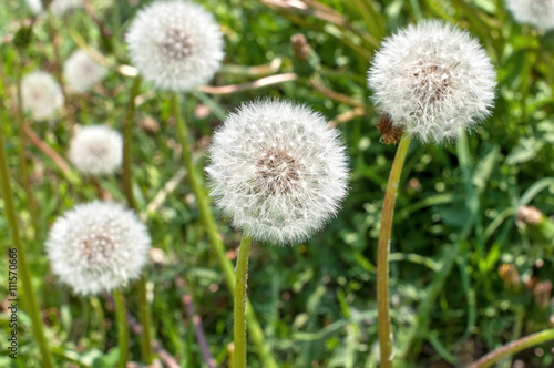 white fluffy dandelions