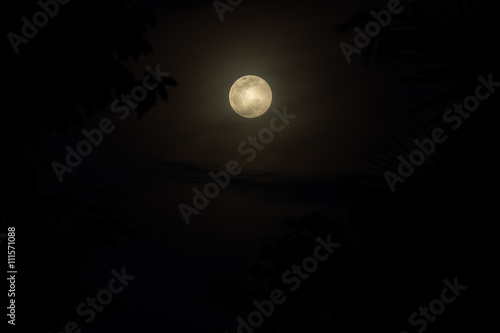 full moon night sky over spruce tree forest in Thailand.(Selecti