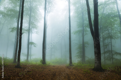 Misty morning into the forest