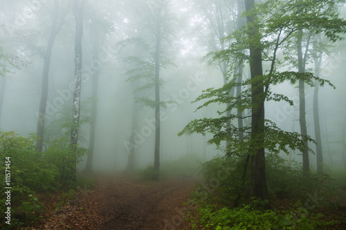 Fototapeta Naklejka Na Ścianę i Meble -  Calm foggy forest