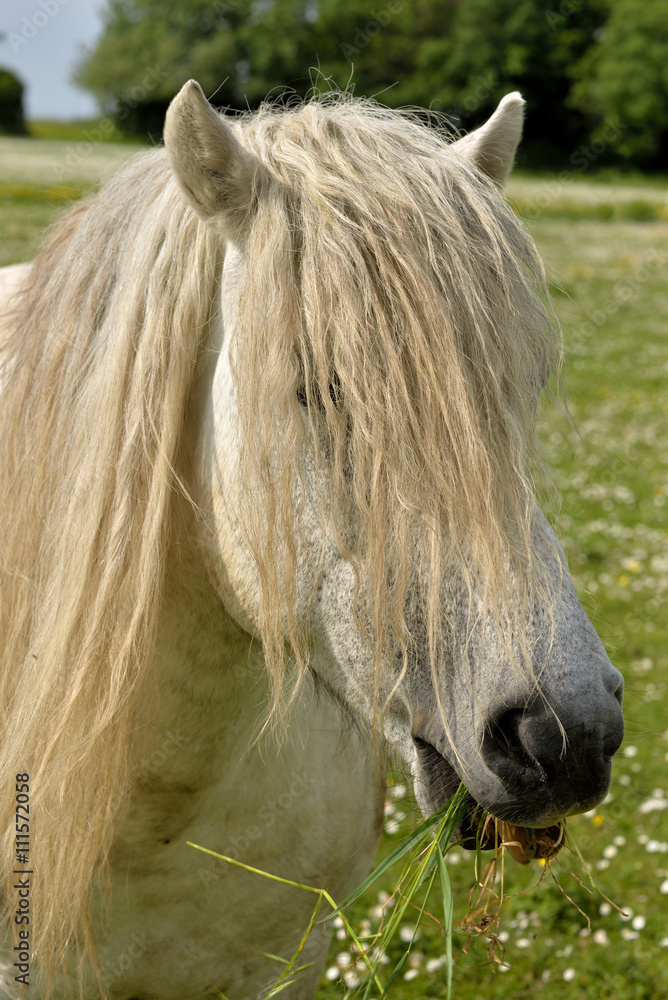 Obraz premium poney en pâture