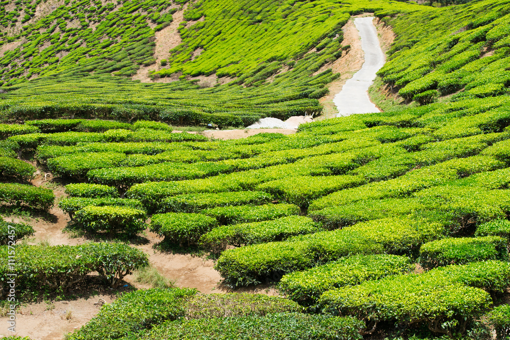 Green highland tea plantation in Malaysia