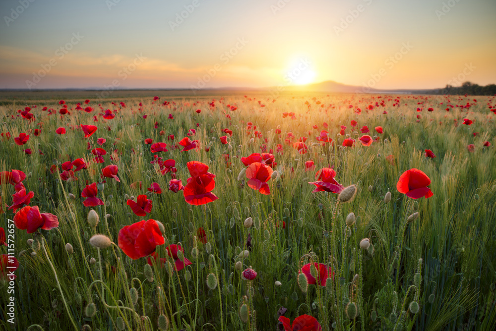 Obraz premium beautiful red poppy field at the sunset