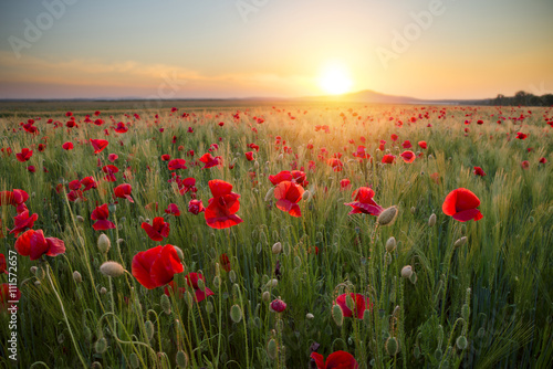 beautiful red poppy field at the sunset