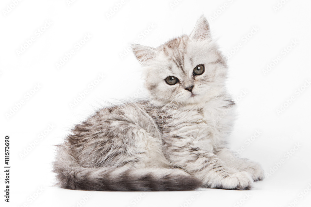 Fluffy gray kitten British cat (isolated on white) Fluffy gray kitten British cat (isolated on white)