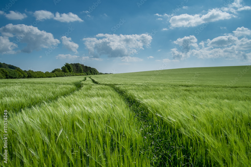 Fototapeta premium Winter Barley Field in Dorset, UK