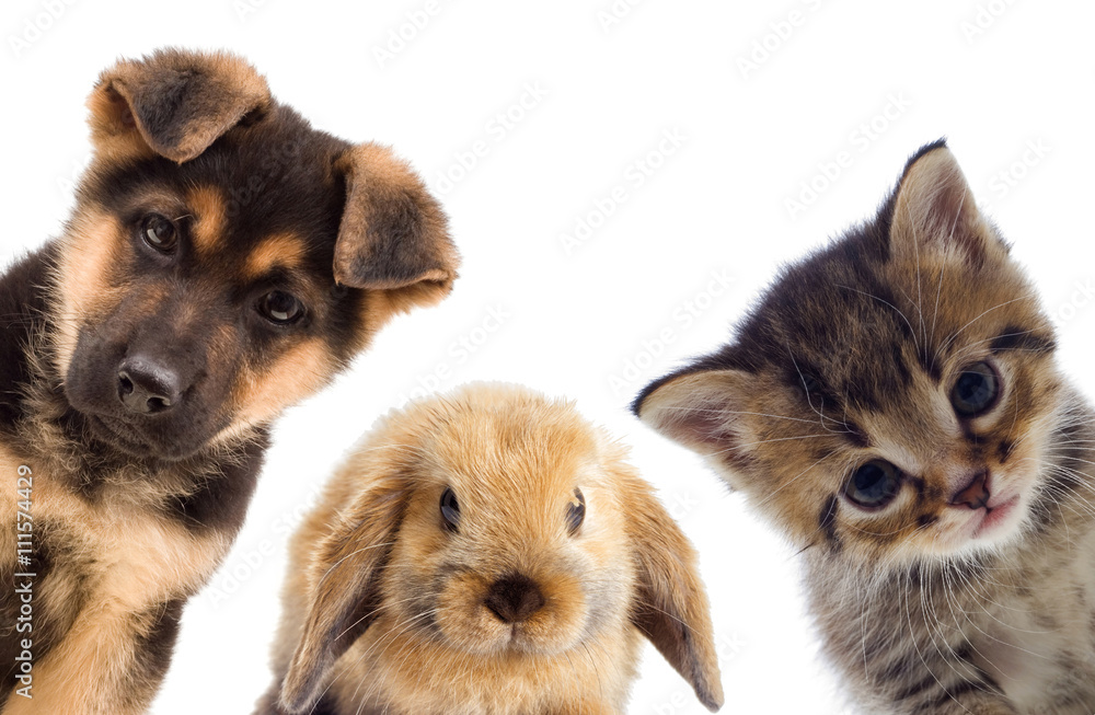 Obraz premium Puppy and kitten and rabbit