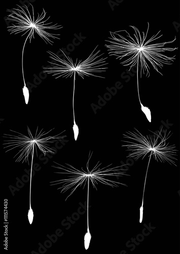 six white dandelion seeds silhouette on black