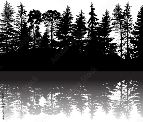 black coniferous forest with reflection