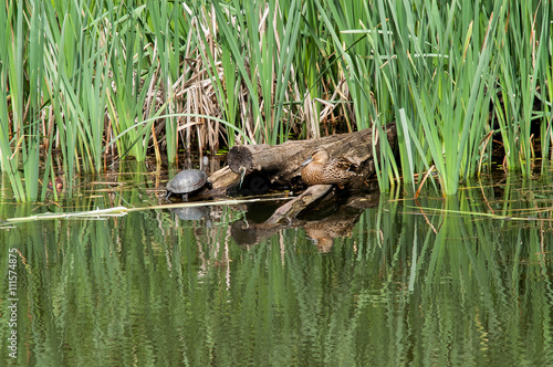 turtle duck  water © antonius_