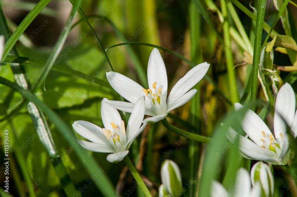 Fototapeta premium white flower spring