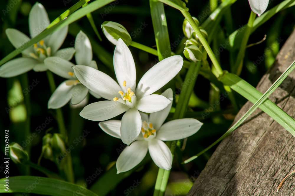 Fototapeta premium white flower spring