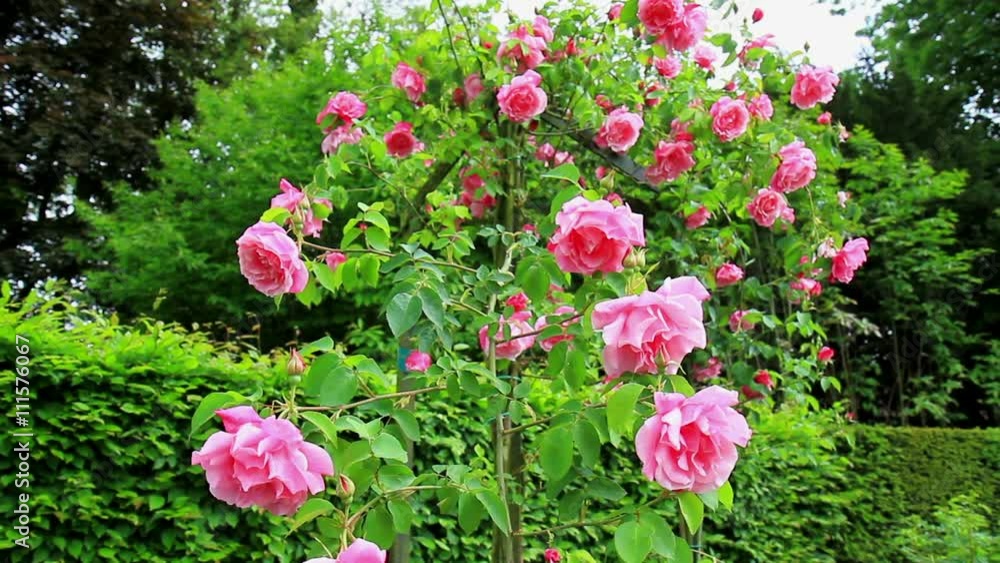Roses in the Coloma Rose Garden (Sint-Pieters-Leeuw, Belgium). Roses in the Coloma Rose Garden (Sint-Pieters-Leeuw, Belgium).