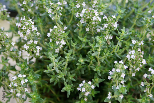 Thyme plant in a garden