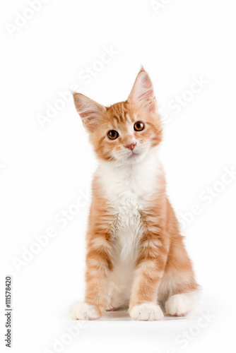 Little red kitten sitting on white background. Studio photography.
