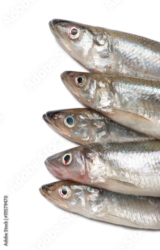 Smelt fishes