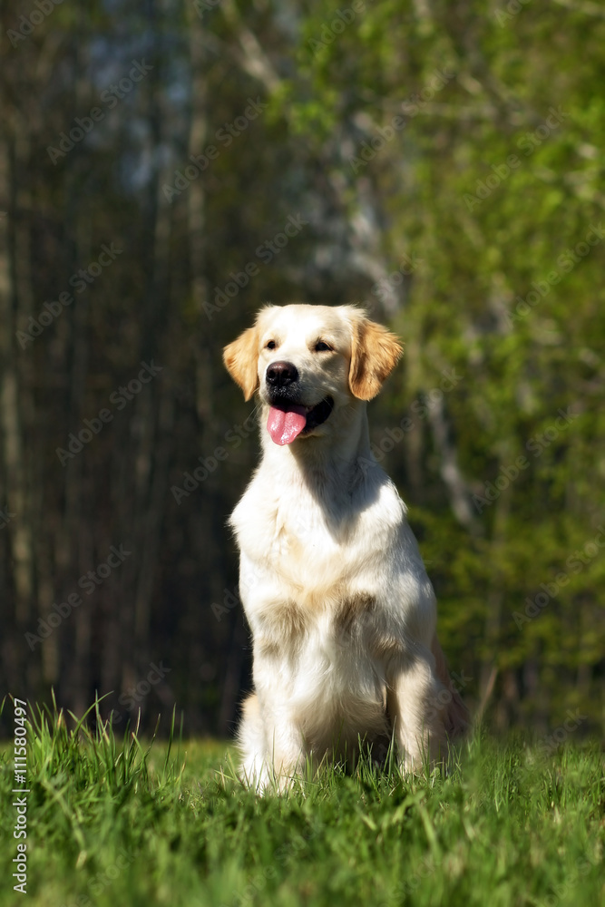 happy dog Golden Retriever