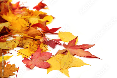 autumn leaves background