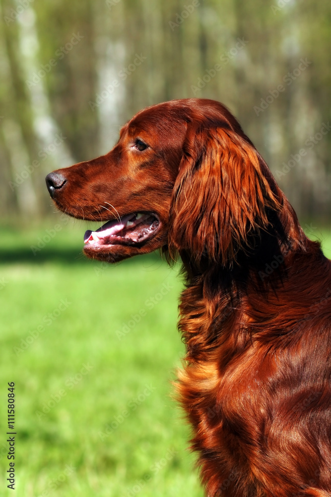 Beautiful dog Irish setter