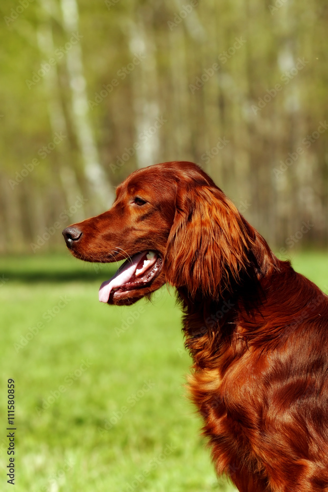 Beautiful dog Irish setter in summer