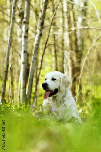 happy dog Golden Retriever