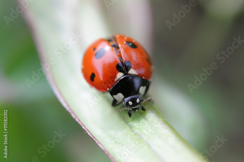 Macro of ladybug on a blade of grass 