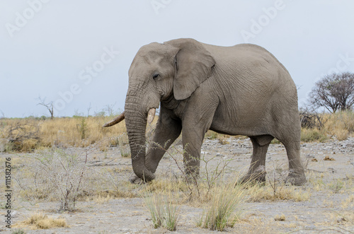 Elefant - Bulle