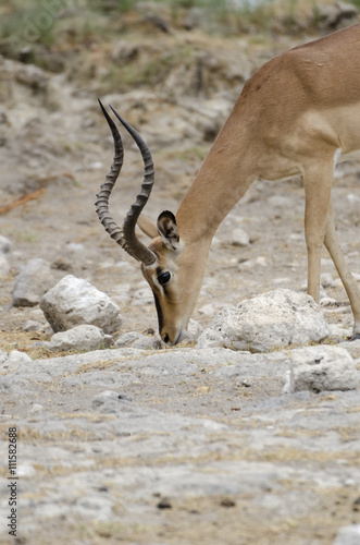 Springbock photo