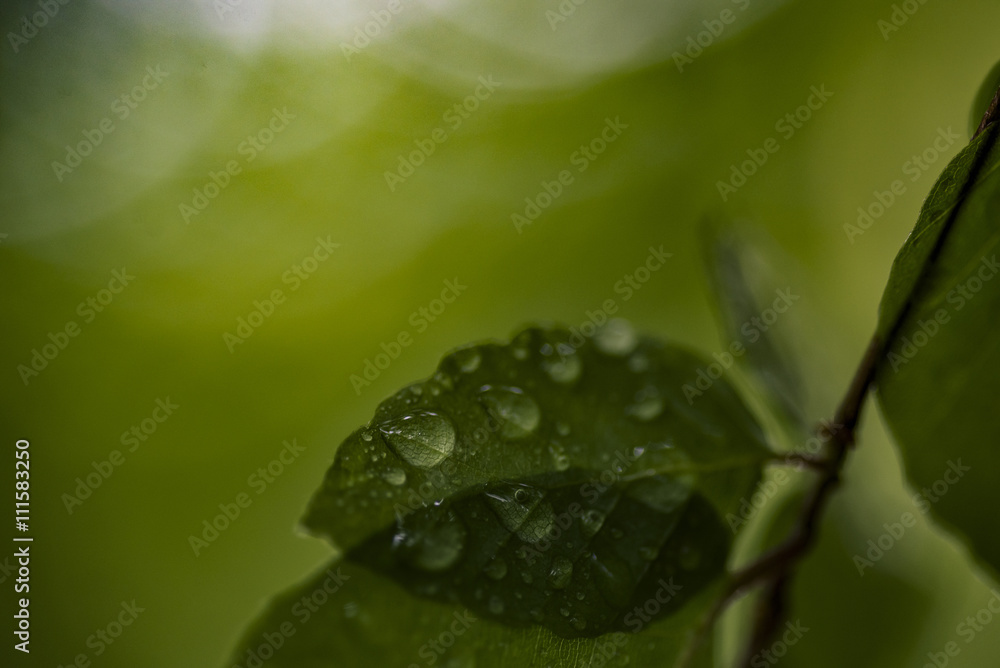 Green leaf with waterdrop - pure nature concept. Green leaf with waterdrop - pure nature concept.