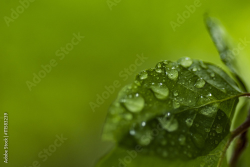 Green leaf with waterdrop - pure nature concept.