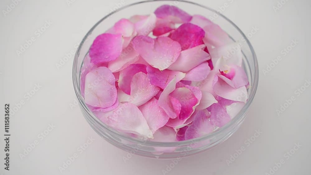 Tea rose on a white background. Tea rose on a white background.