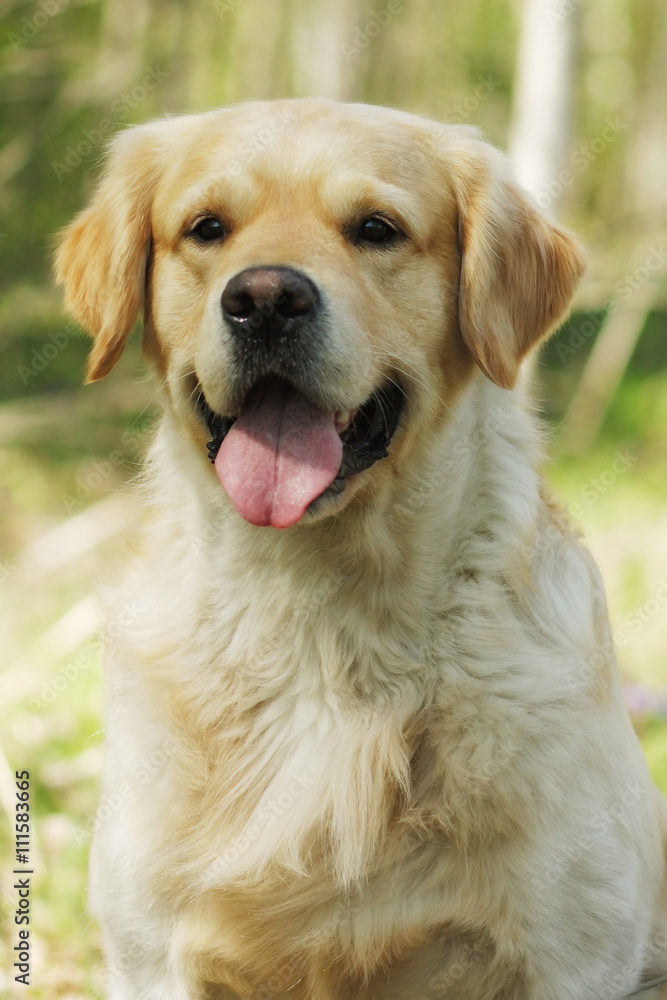 A purebred Golden Retriever dog A purebred Golden Retriever dog