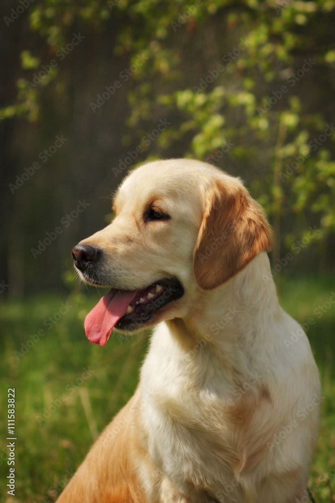 Adorable Golden Retriever dog Adorable Golden Retriever dog