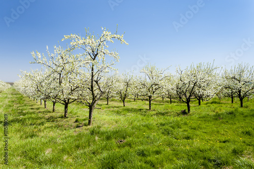 blooming apricot orchard