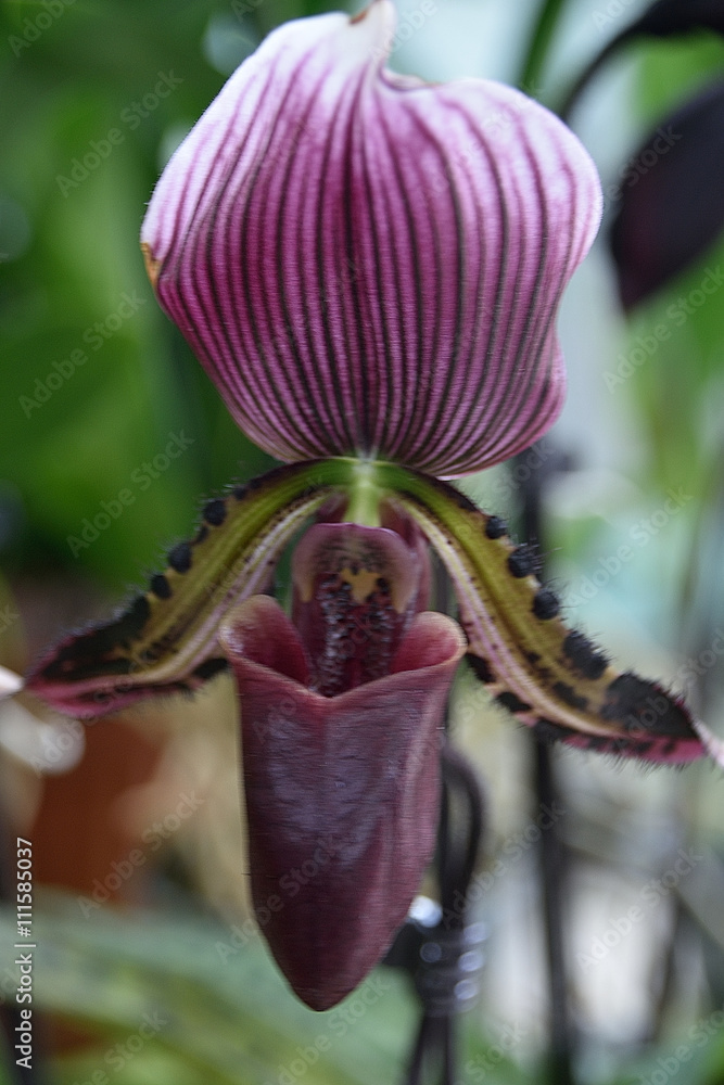 Obraz premium Orchid