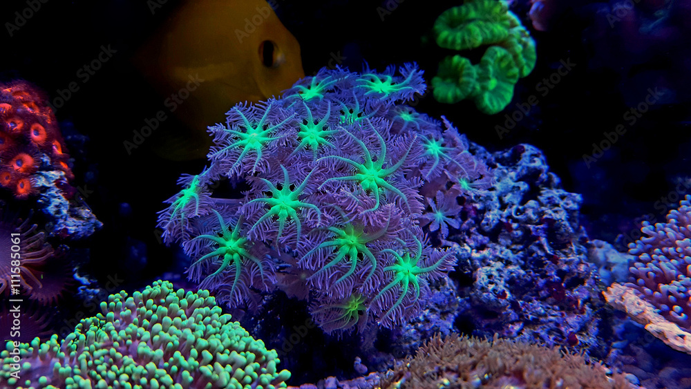 Naklejka premium Clavularia Glove polyp coral
