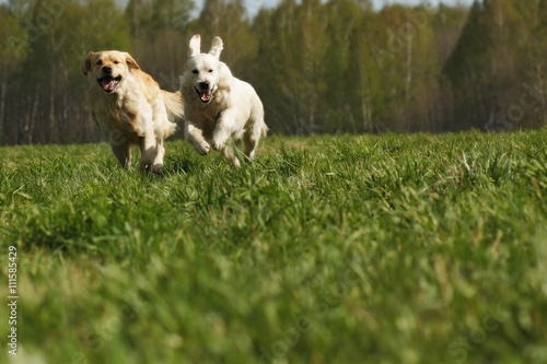 two dogs Golden Retriever fun run