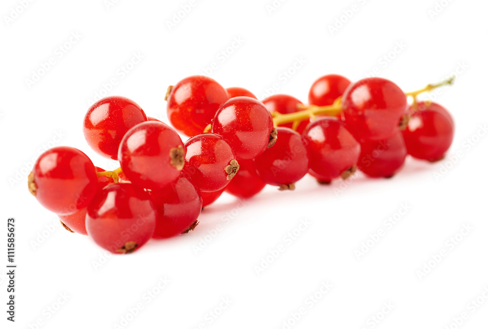 Red Currant isolated over white background