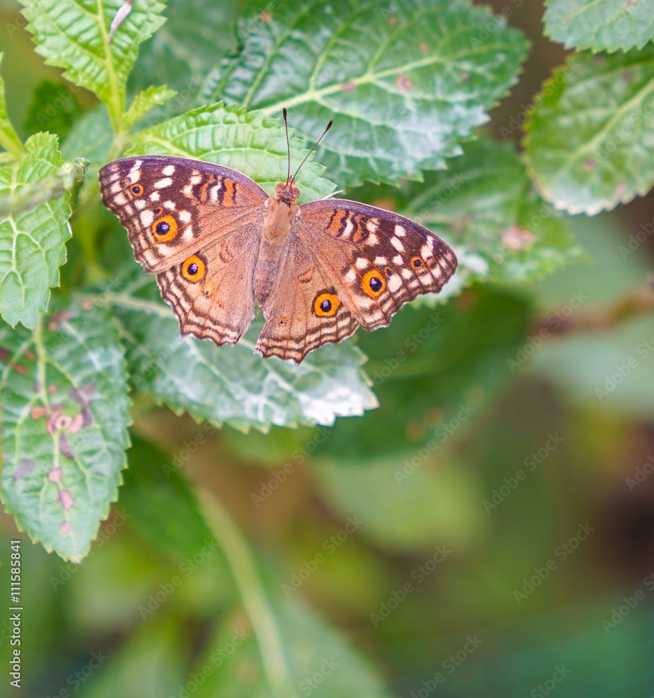 Brown Pansy butterfly in a garden Brown Pansy butterfly in a garden