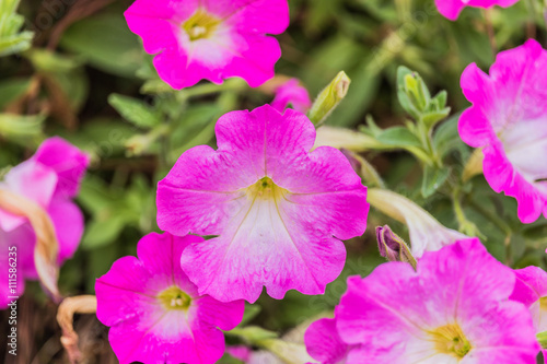 Petunia background colorful flowers