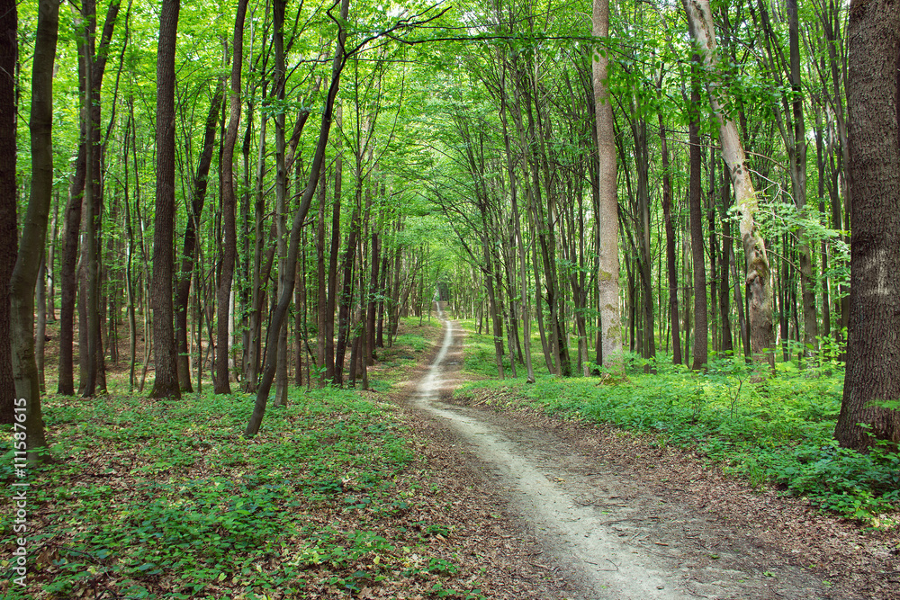 curve footpath through spring green forest curve footpath through spring green forest