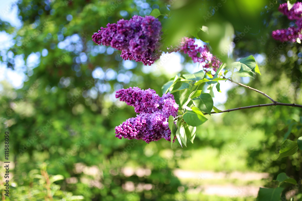 Lilac blooms. A beautiful bunch of lilac closeup. Green branch with spring lilac flowers. Lilac bush. Lilac flowers on tree in garden. Lilac blooms. A beautiful bunch of lilac closeup. Green branch with spring lilac flowers. Lilac bush. Lilac flowers on tree in garden.