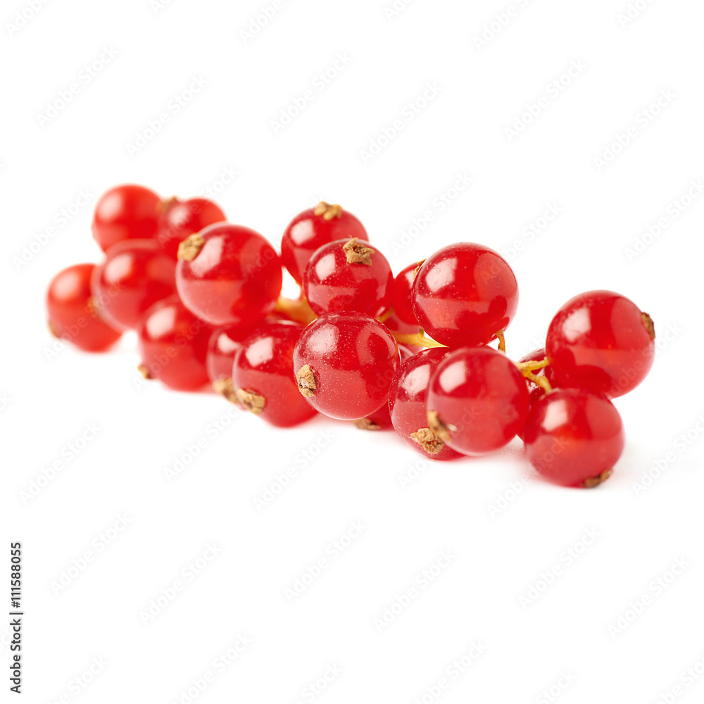 Red Currant isolated over white background Red Currant isolated over white background