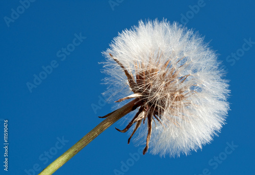 Fototapeta Naklejka Na Ścianę i Meble -  Close up of a white fluffy dandelion against a clear blue sky
