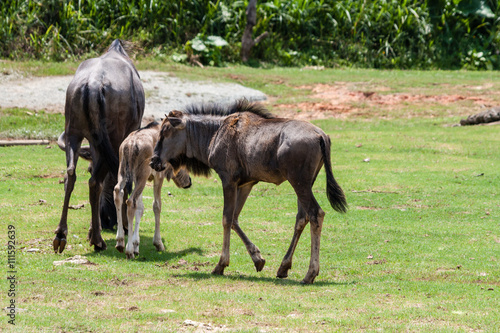 Wild Mother gnu Helping new Born Baby