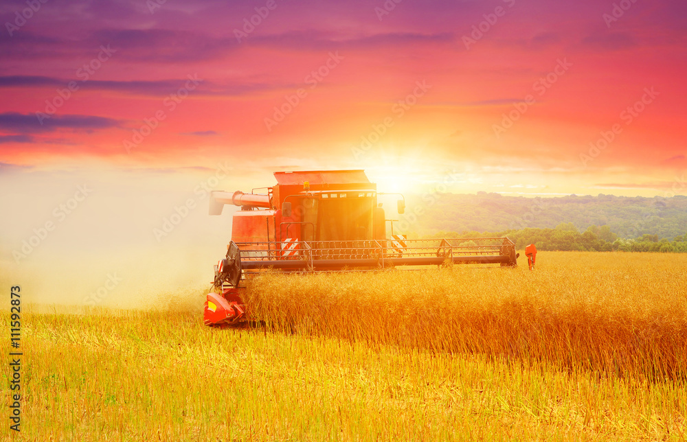 Obraz premium Combine working in field