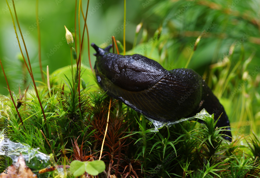 Obraz premium slug in forest