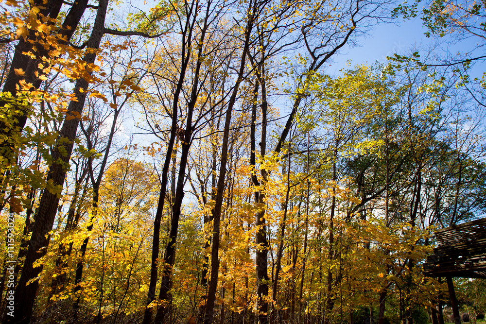 Fototapeta premium autumn trees.