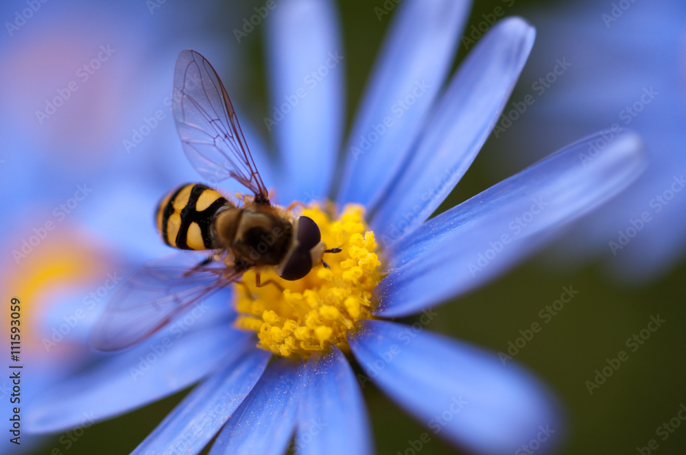 Close up of hoverfly or floating fly on blue daisy flower Close up of hoverfly or floating fly on blue daisy flower
