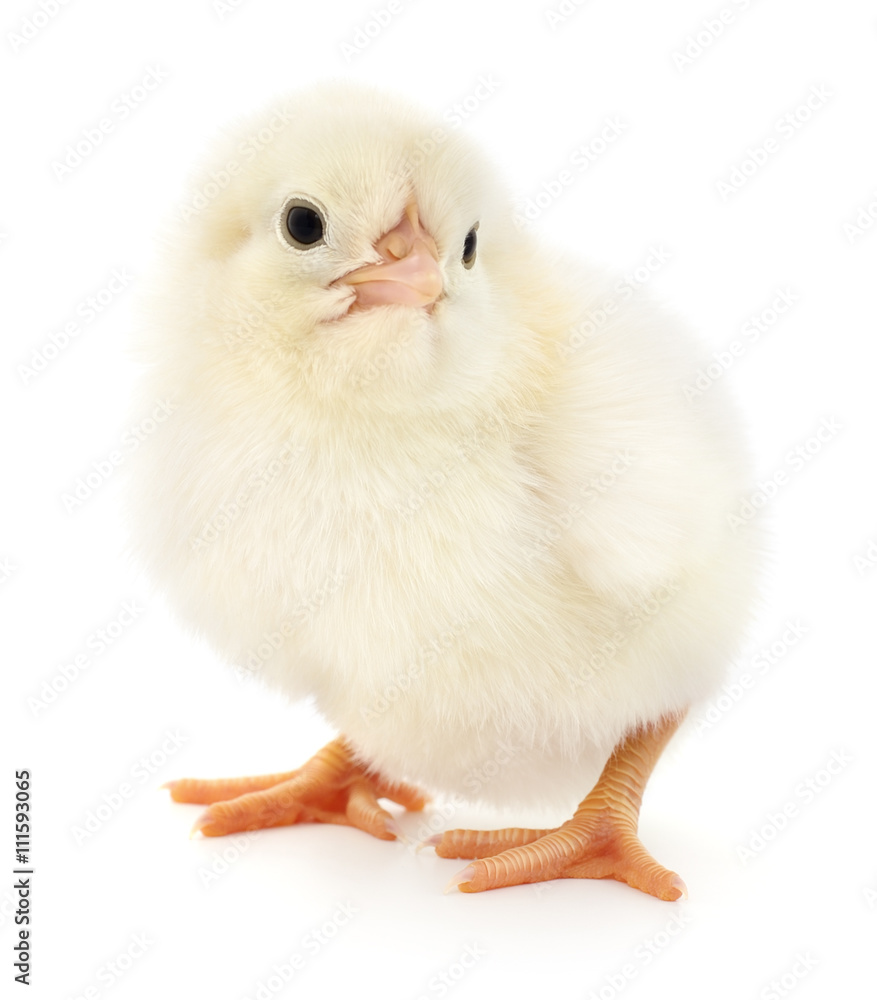 Small yellow chicken Small yellow chicken